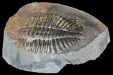 Partial Ogyginus Cordensis - Classic British Trilobite #75920-1